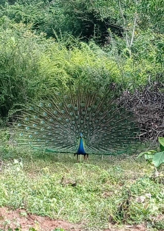 Forest View Home Stay Anuradhapura Esterno foto